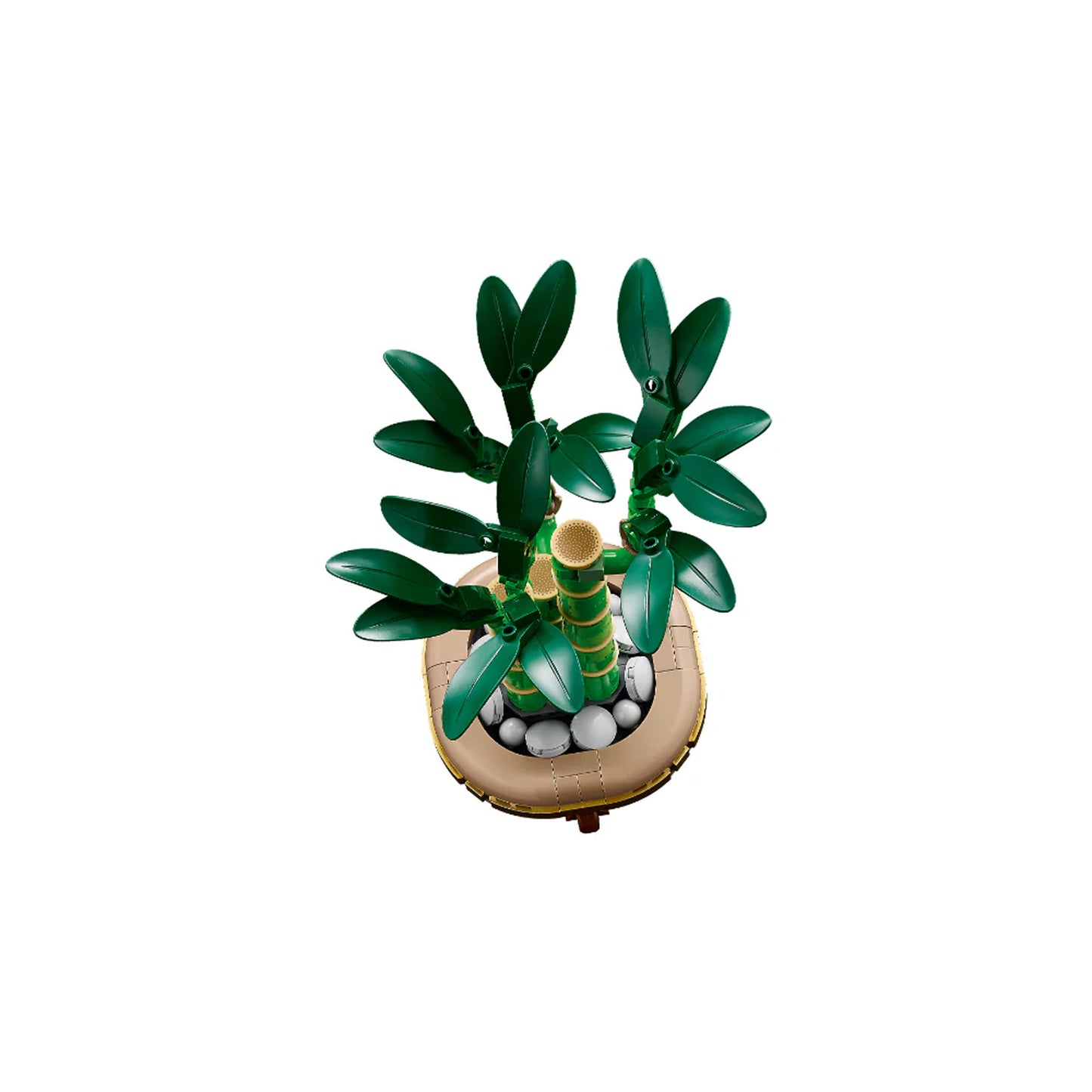 Bambú de la Suerte