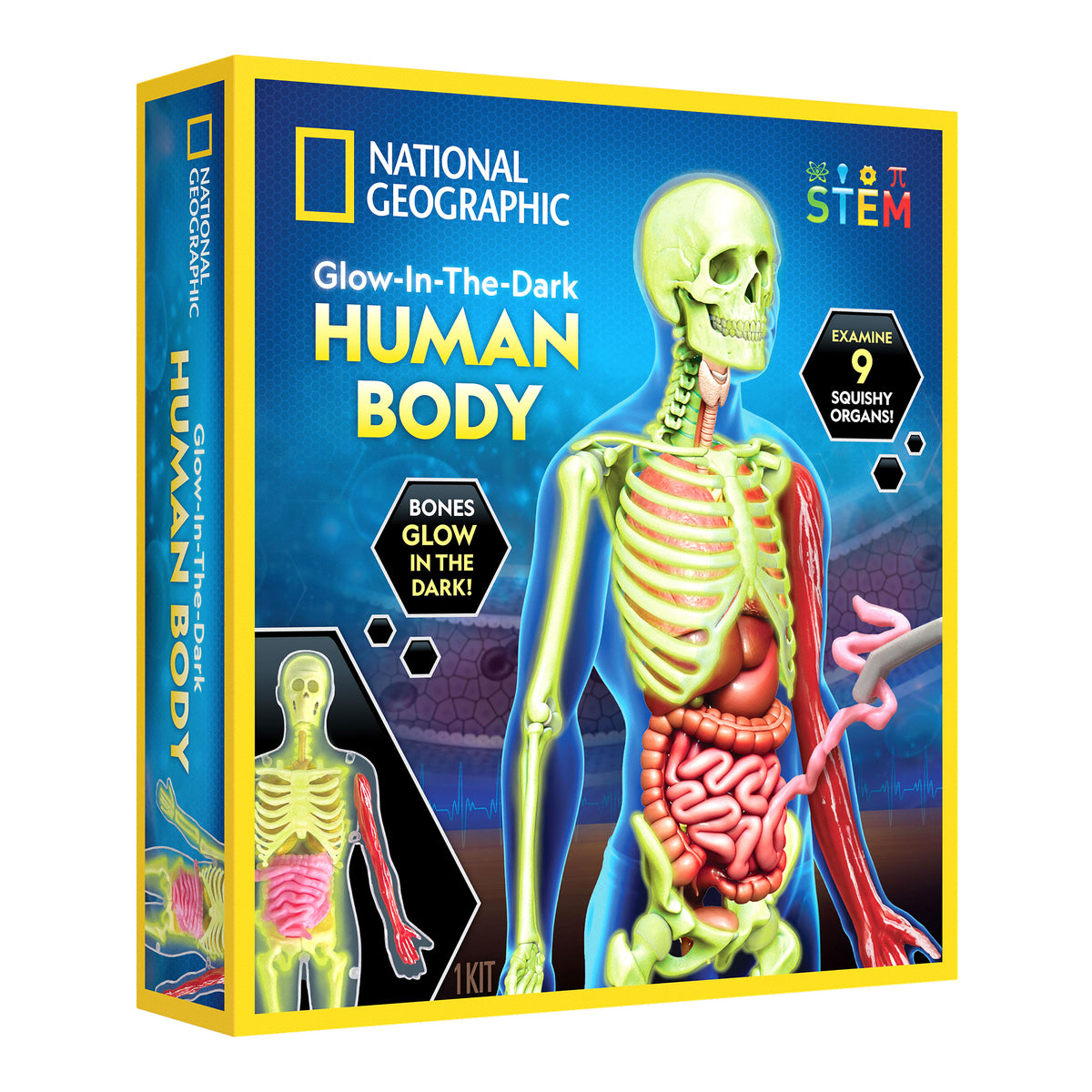 Kit de ciencias de Cuerpo humano